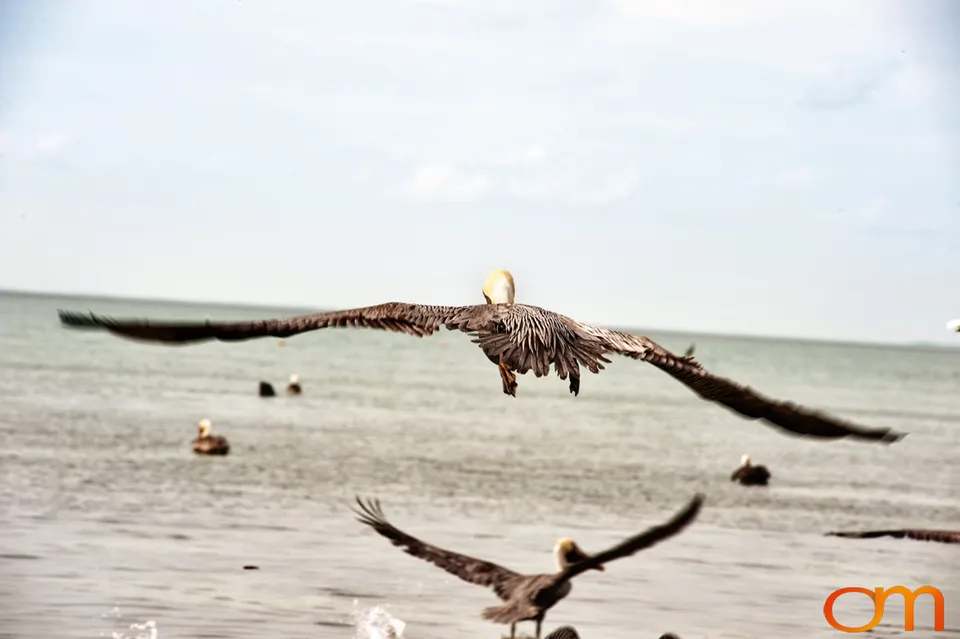 Florida Waterbirds: Brown Pelicans, White Ibises, and Egrets