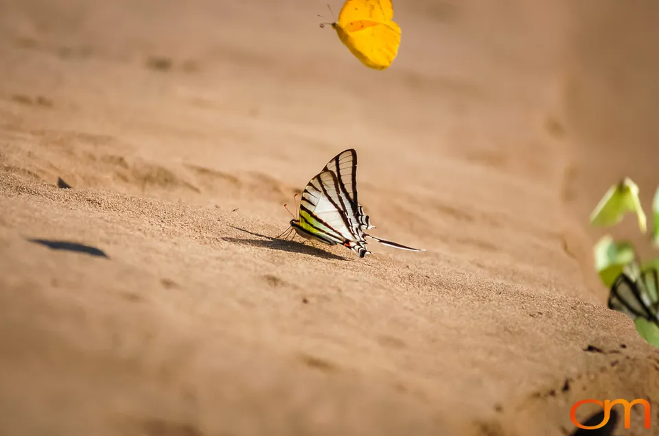 Butterfly Mud-Puddling in the Peruvian Amazon
