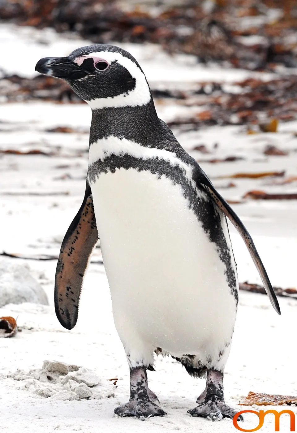 Magellanic Penguins