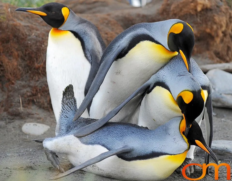King Penguins