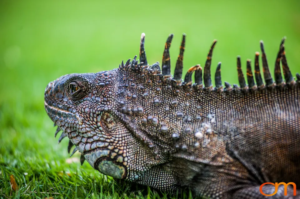 Green Iguana