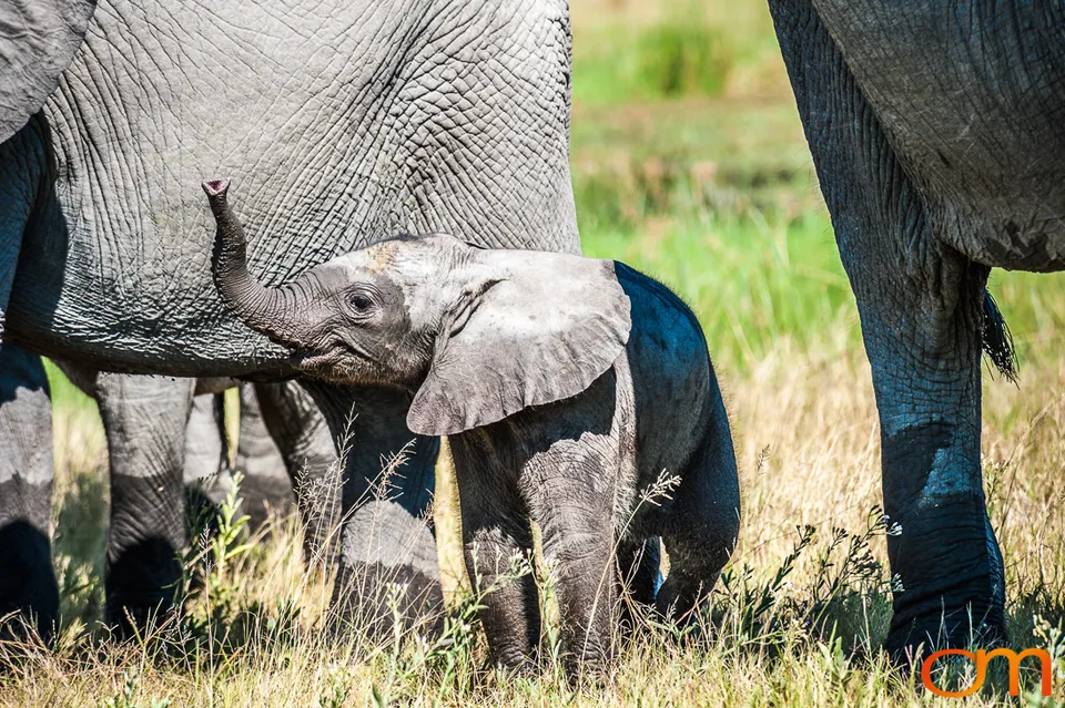African Elephants: Okavango Delta
