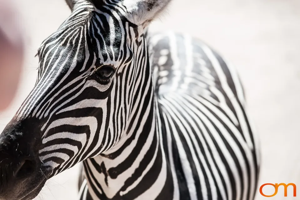 Out of Africa Wildlife Park & Sanctuary