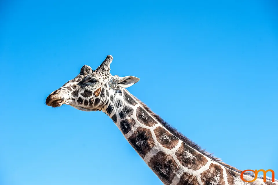 Out of Africa Wildlife Park & Sanctuary
