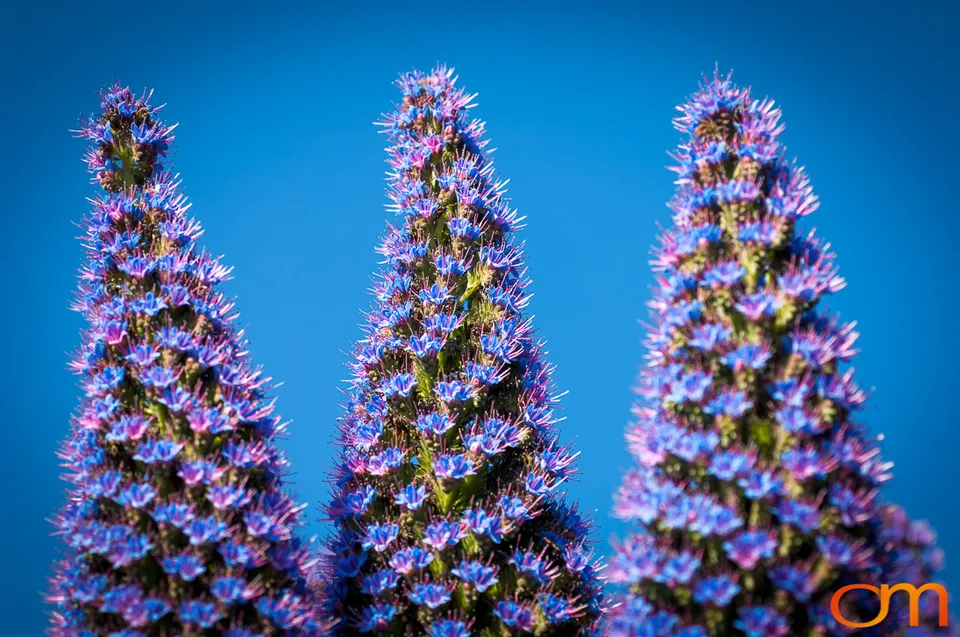 Pride of Madeira in Santa Cruz