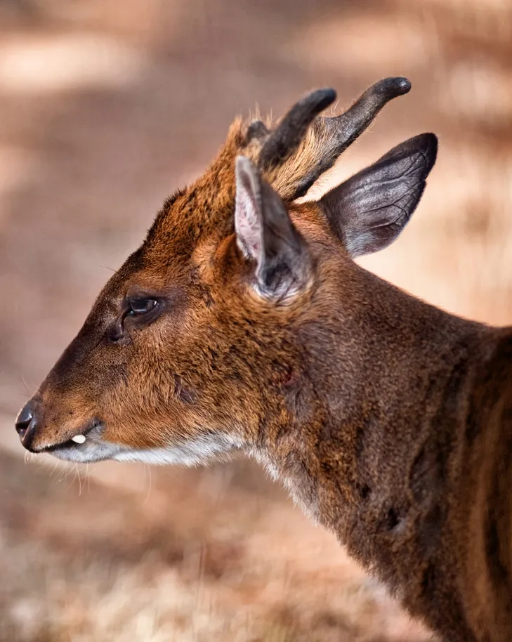 Motithang Takin Preserve