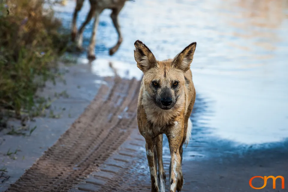 Painted Dogs: Okavango Delta