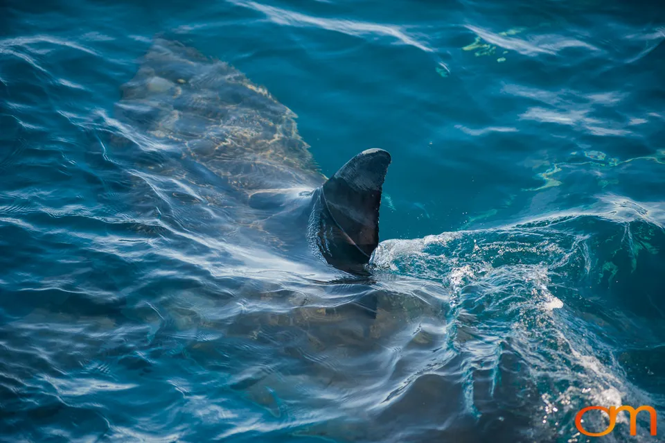 Port Lincoln and the White Sharks of the Neptune Islands