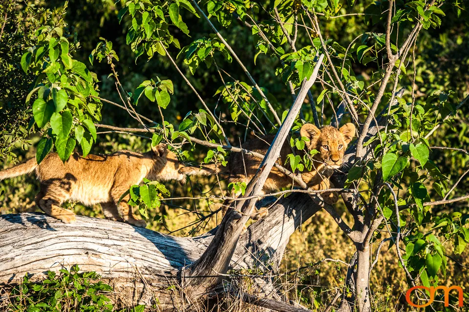 Leopards and Lions: Okavango Delta