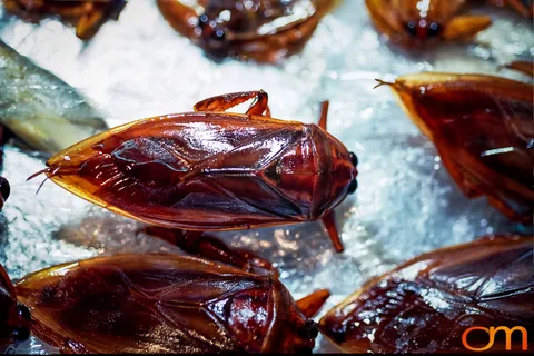 Cà Cuống: Vietnam’s Giant Water Bug