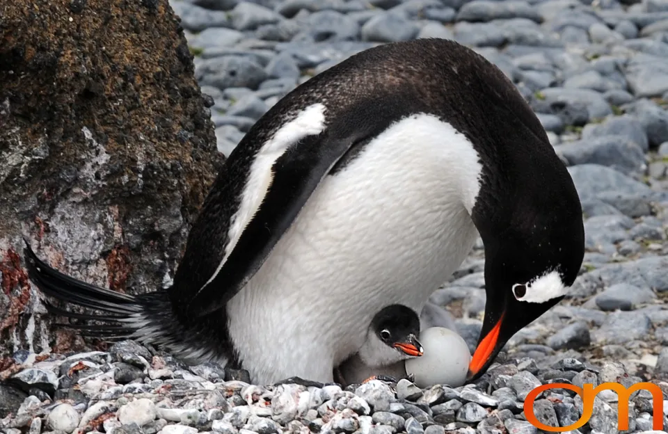 Gentoo Penguins
