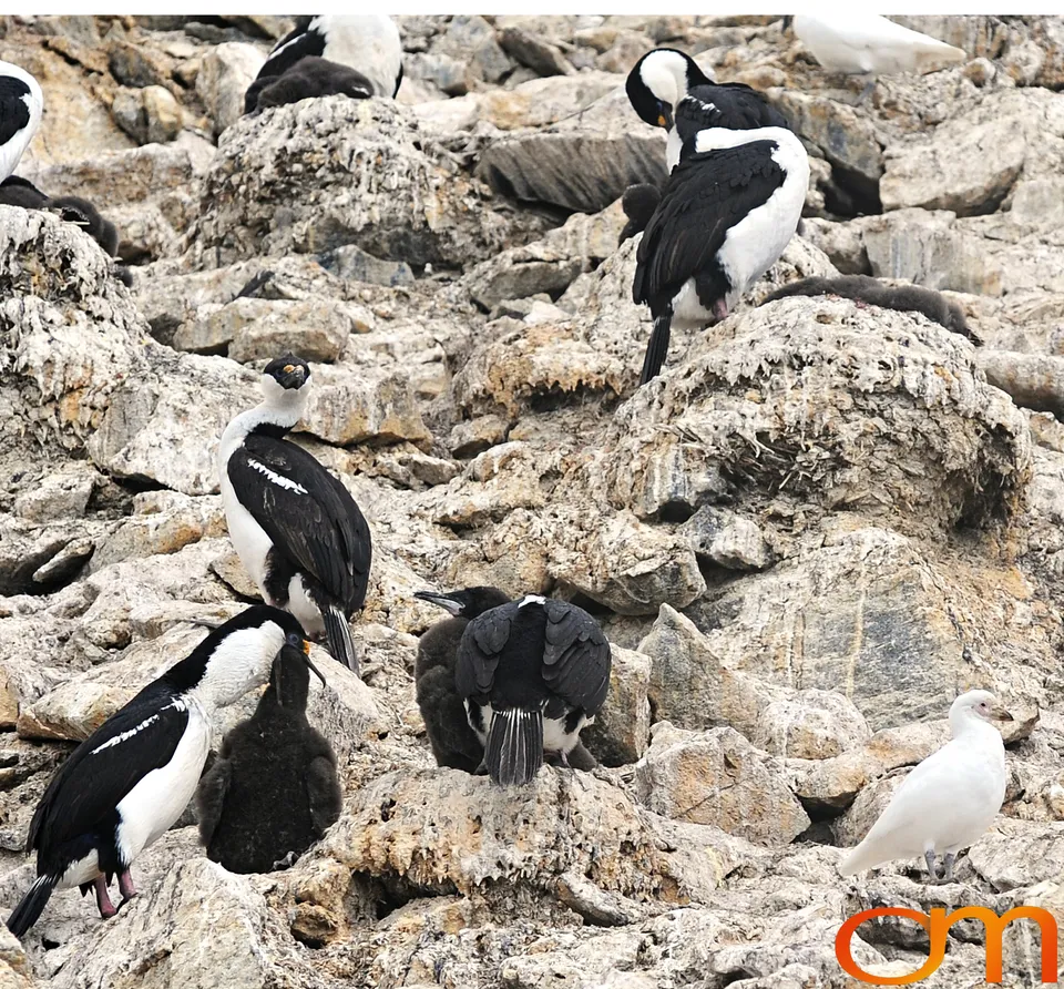 Blue-Eyed Shag