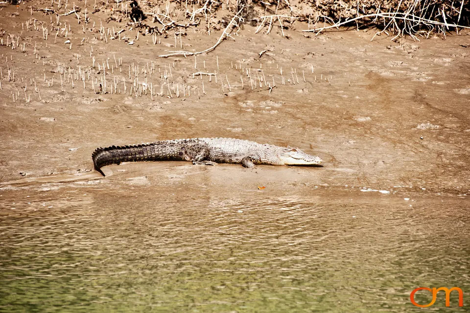 The Indian Sundarbans: Mangrove Forests and Tidal Islands