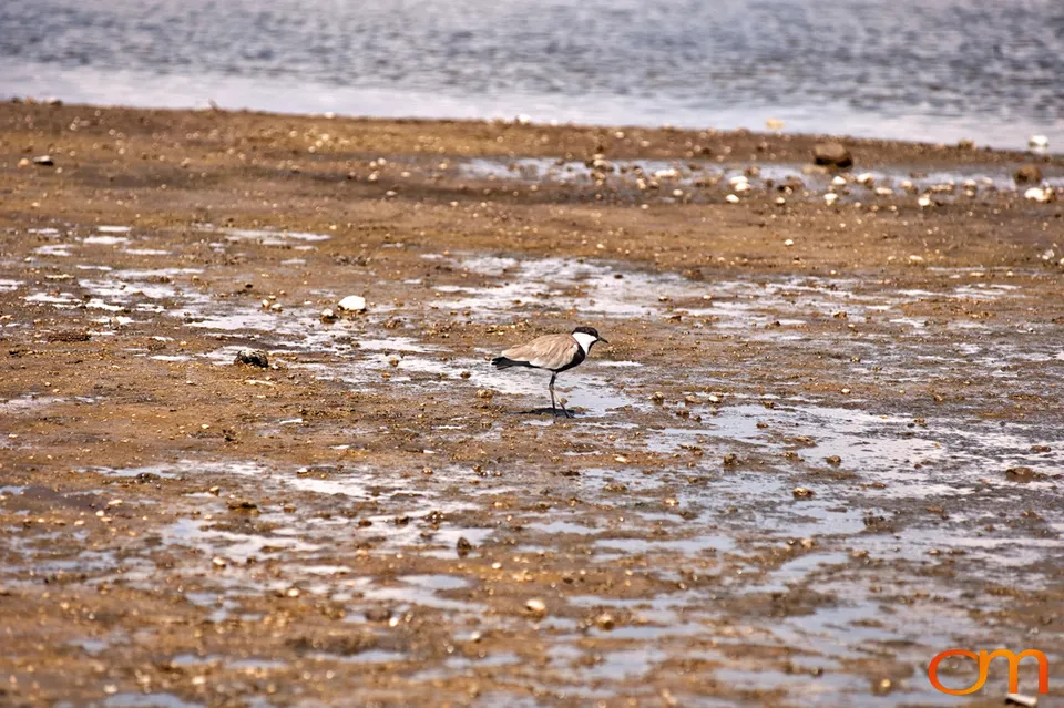 Abijatta-Shalla Lakes National Park