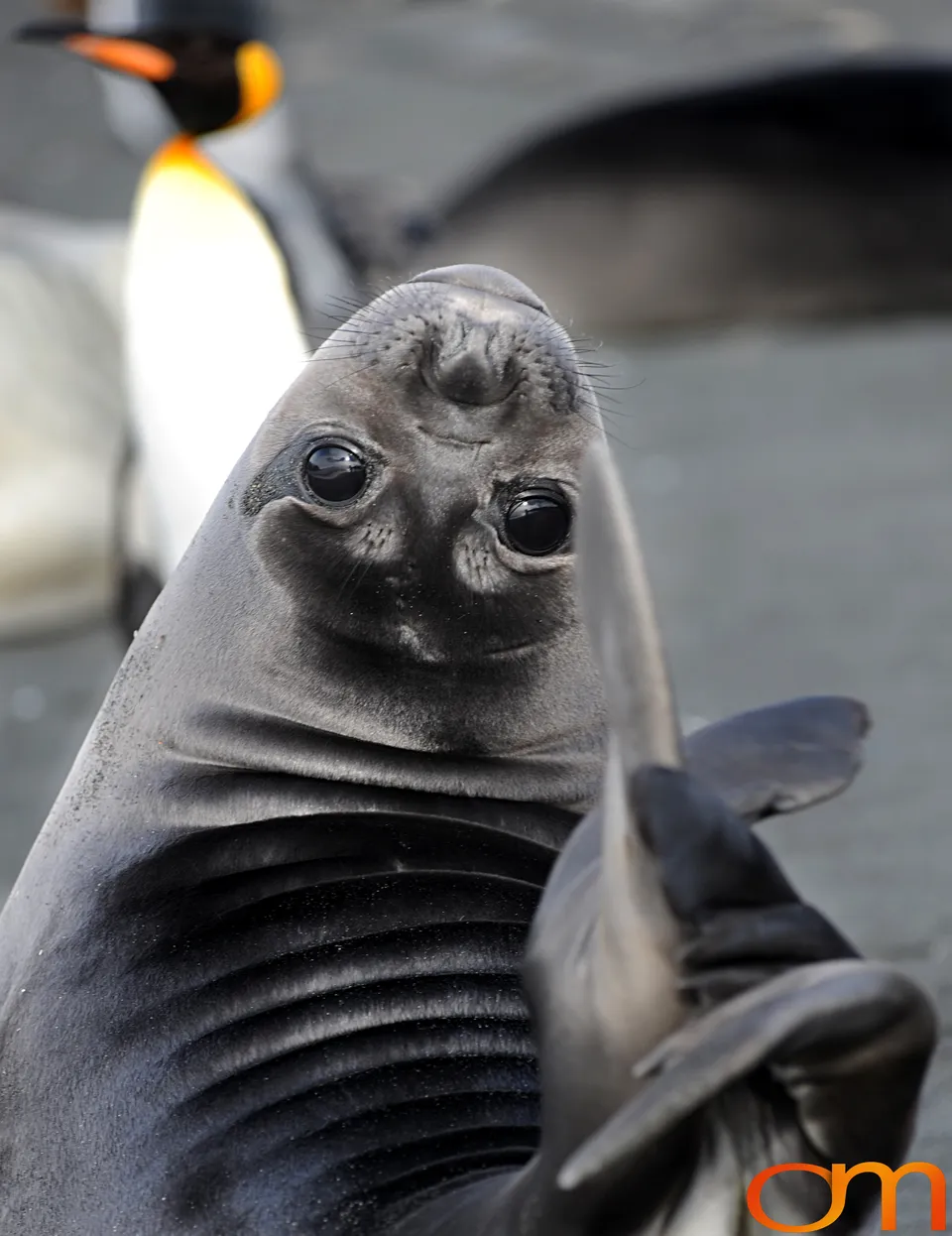 Southern Elephant Seals