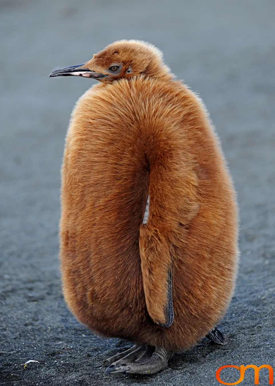 King Penguins