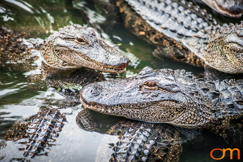 The American Alligator