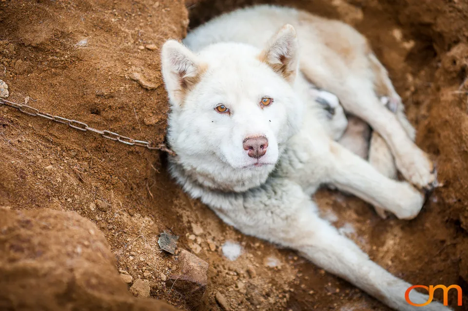 Qimmit: Greenland’s Working Sled Dogs