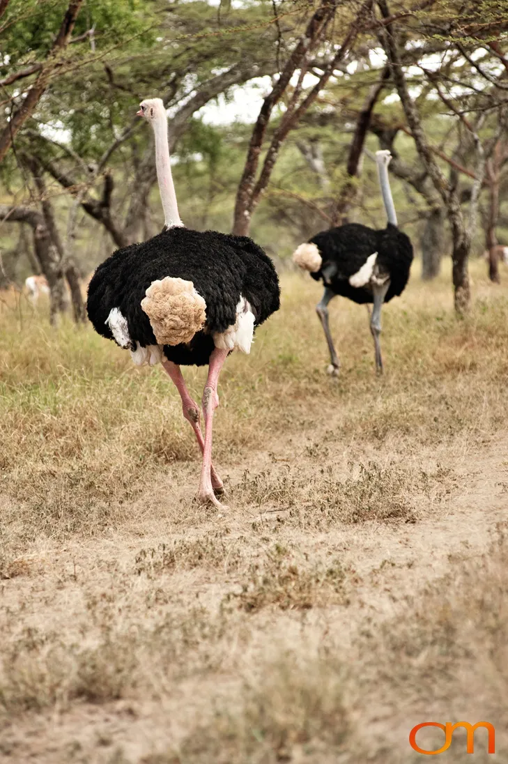 Abijatta-Shalla Lakes National Park