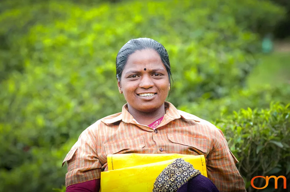 Tea Harvesting in Munnar