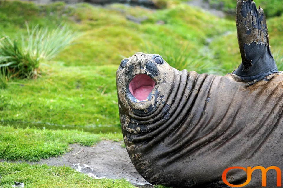Southern Elephant Seals