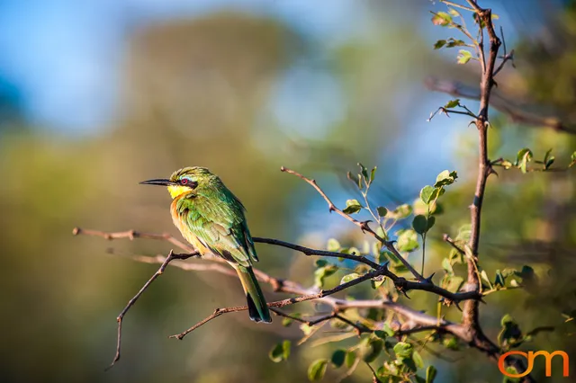 Okavango Delta, Botswana