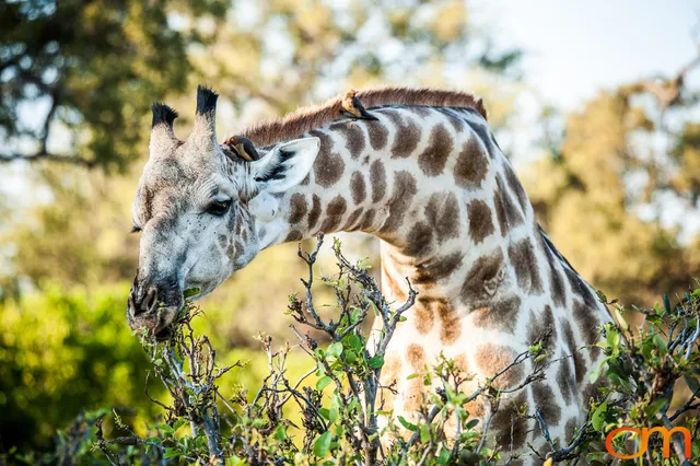 South African Giraffes: Okavango Delta