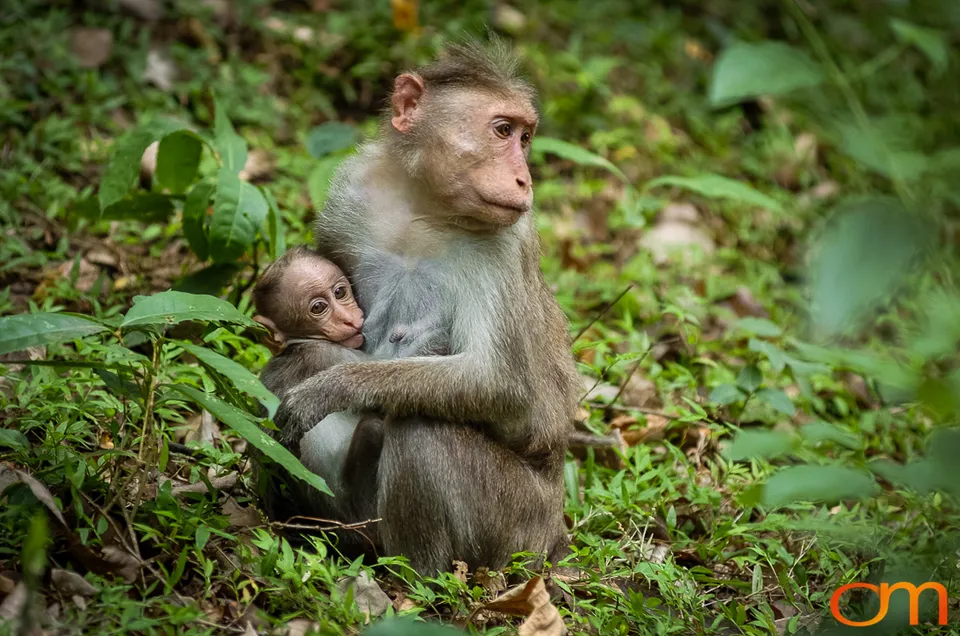 Munnar: Bonnet Macaque & Tufted Gray Langur