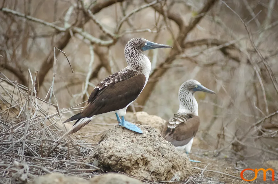 Blue-footed Booby