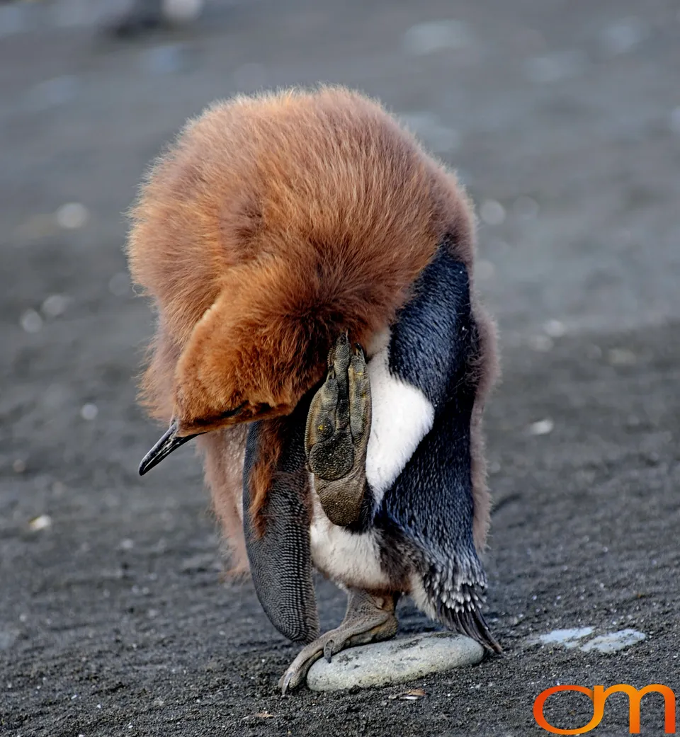 King Penguins