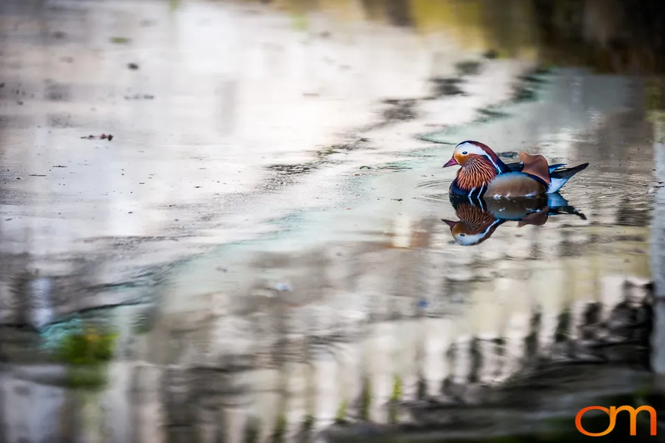 Mandarin Ducks in Sanssouci Park