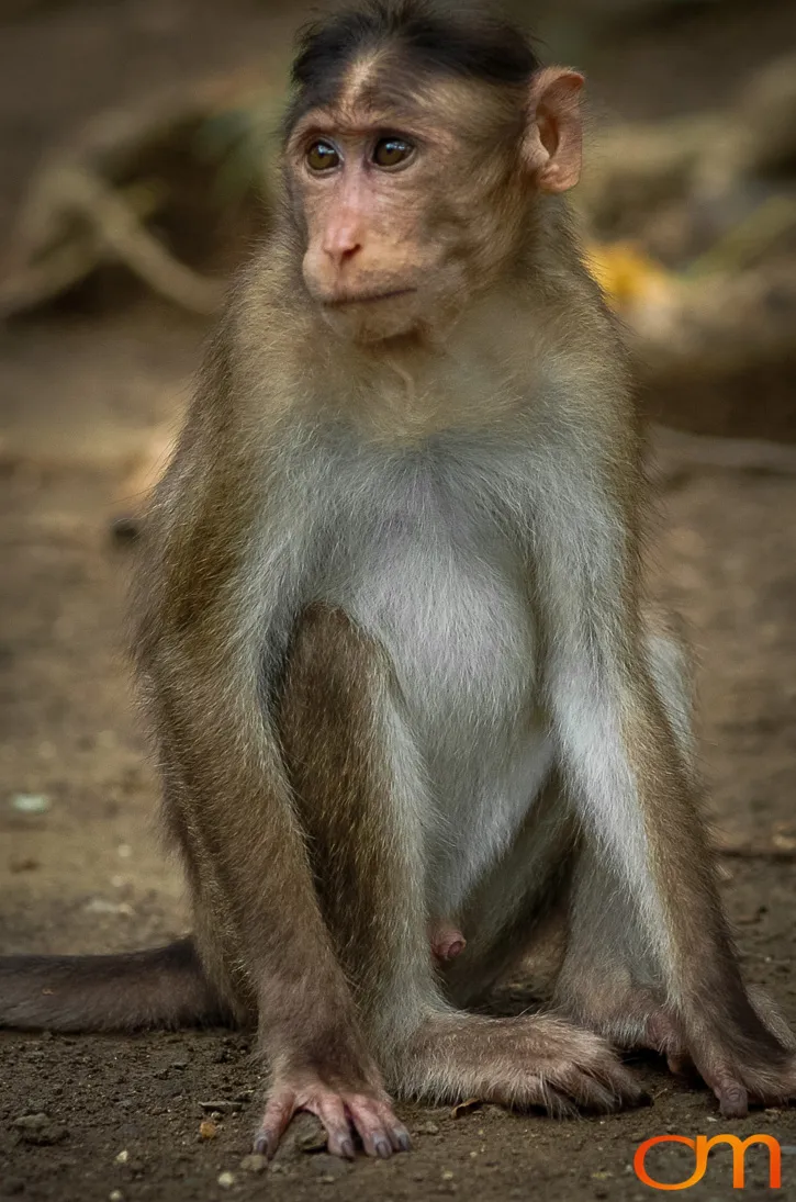 Elephanta Island