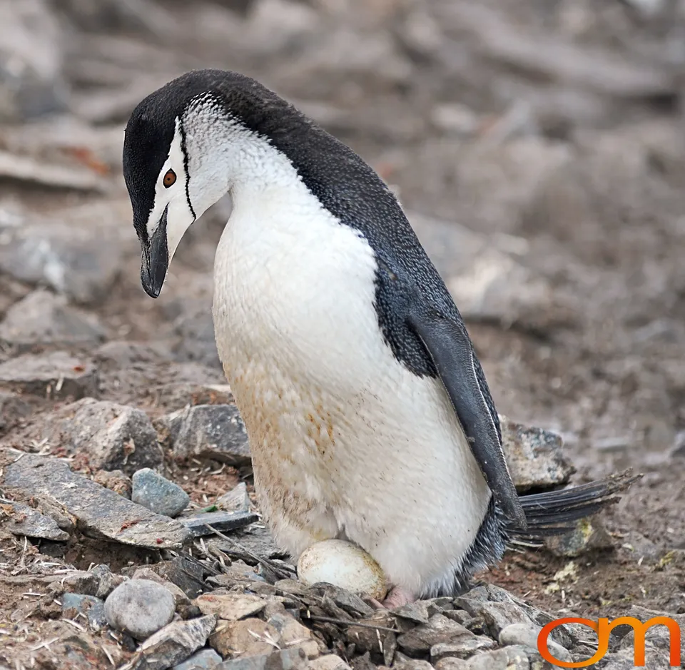 Chinstrap Penguins