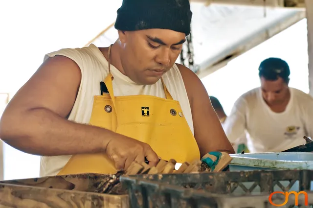 Cultivating Tahitian Pearls in French Polynesia