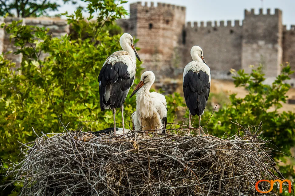 White Storks Nesting in Selçuk