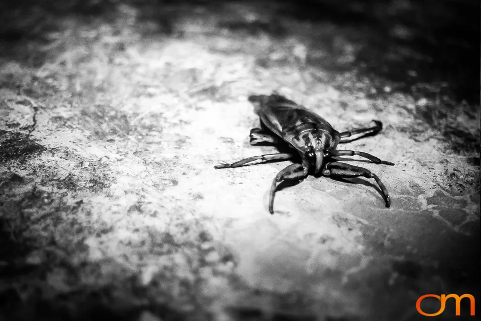 Cà Cuống: Vietnam’s Giant Water Bug