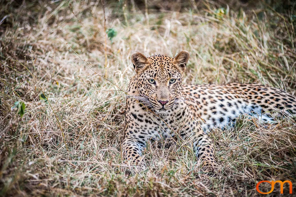 Sabi Sand Game Reserve