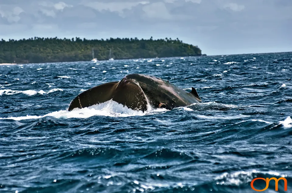 Humpback Whales of Tonga