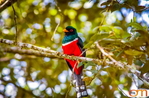Masked Trogon
