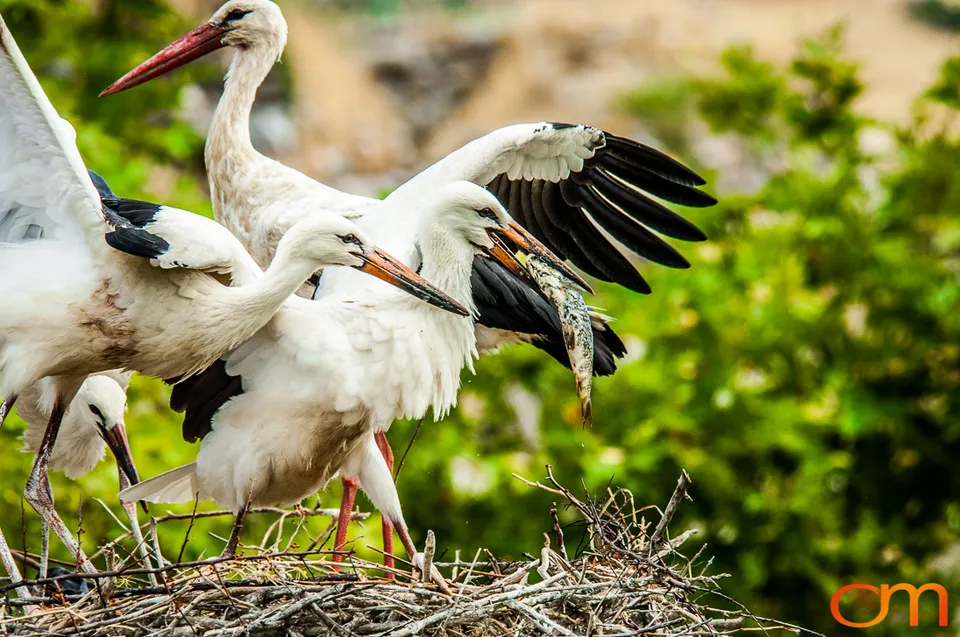 White Storks Nesting in Selçuk