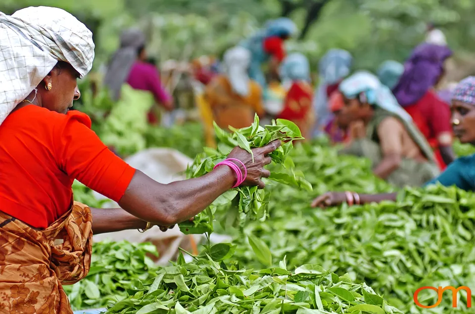 Women Sorting Tea Leaves