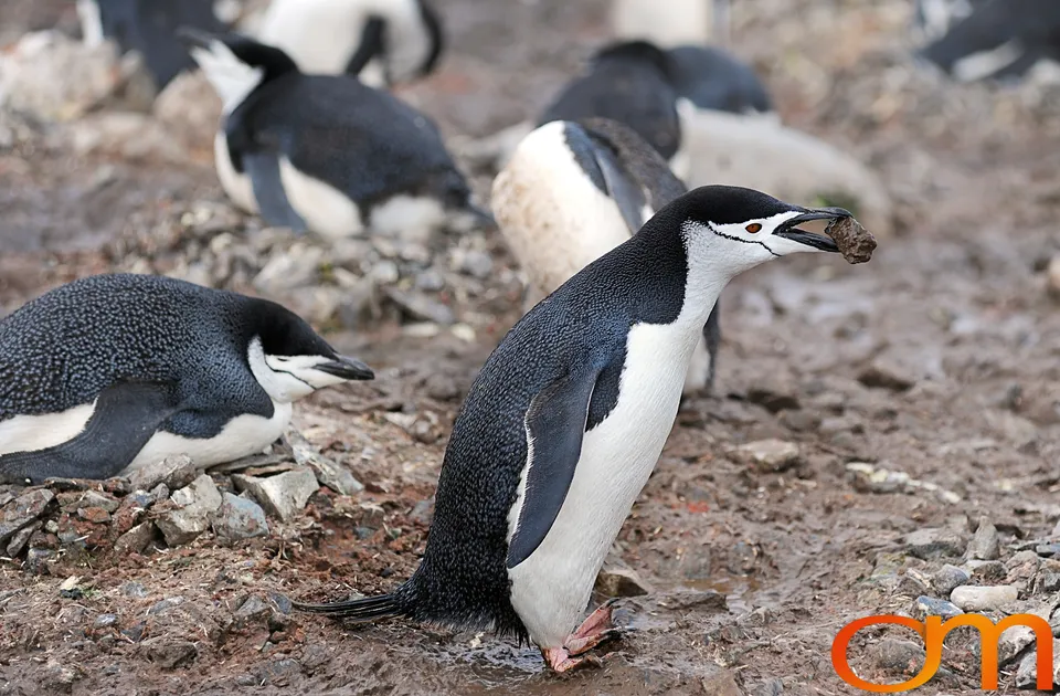 Chinstrap Penguins