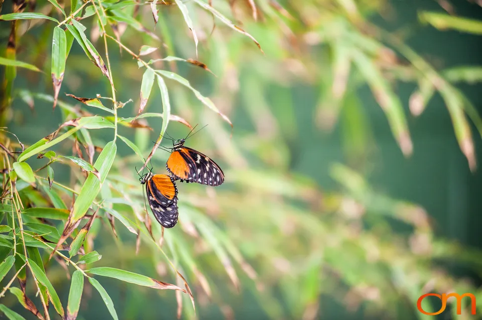Butterflies and Moths at Butterfly Wonderland