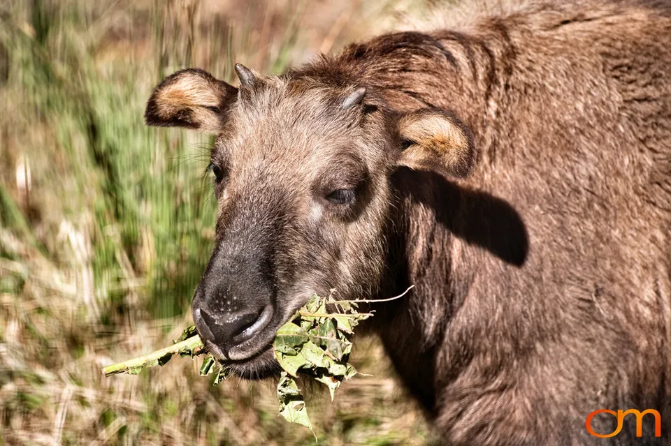 Motithang Takin Preserve