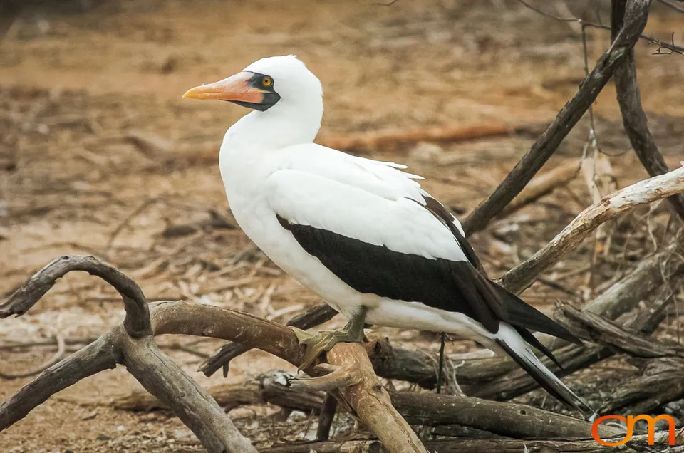 Nazca Booby