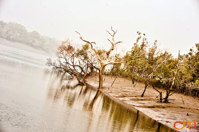 The Indian Sundarbans: Mangrove Forests and Tidal Islands