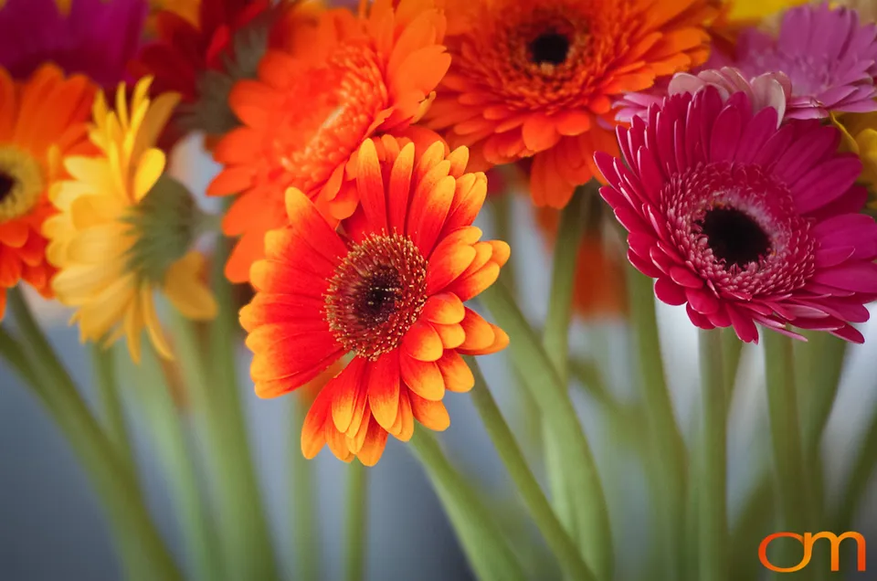 Gerbera Daisies in Groningen