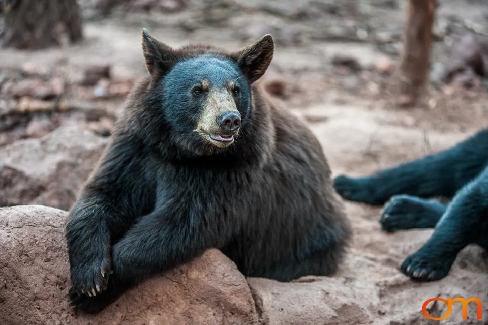 American Black Bears at Bearizona Wildlife Park