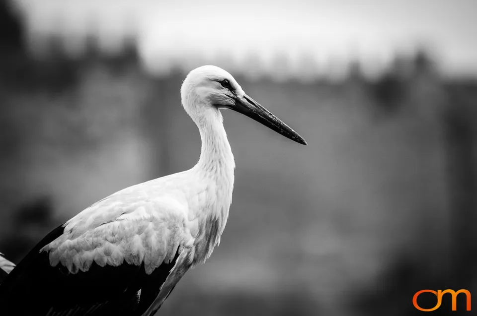 White Storks Nesting in Selçuk