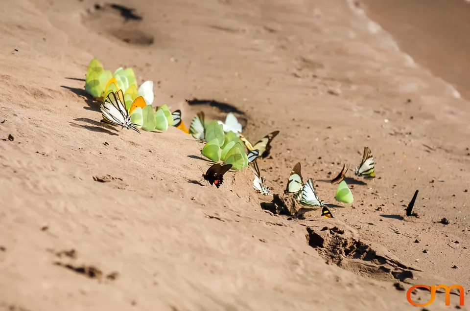 Butterfly Mud-Puddling in the Peruvian Amazon